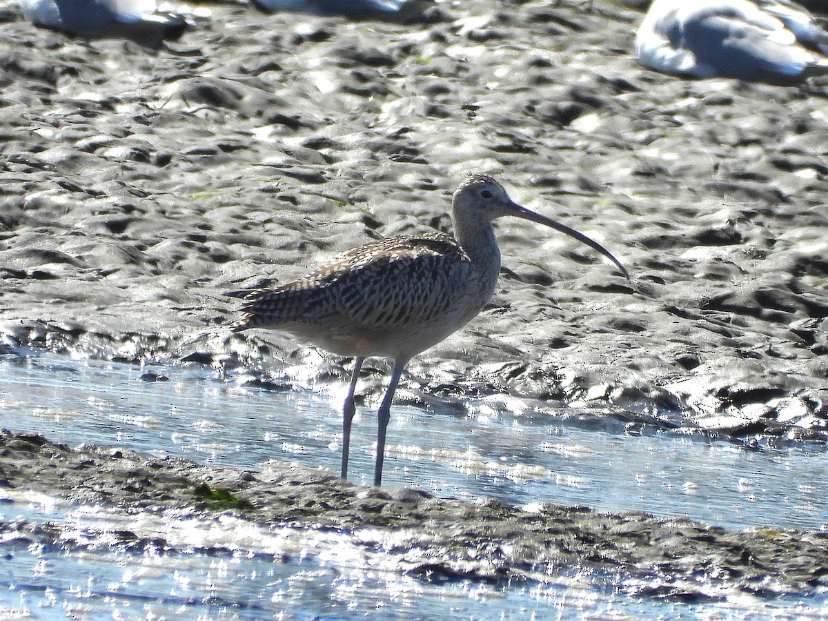 Long-billed Curlew - ML642576128