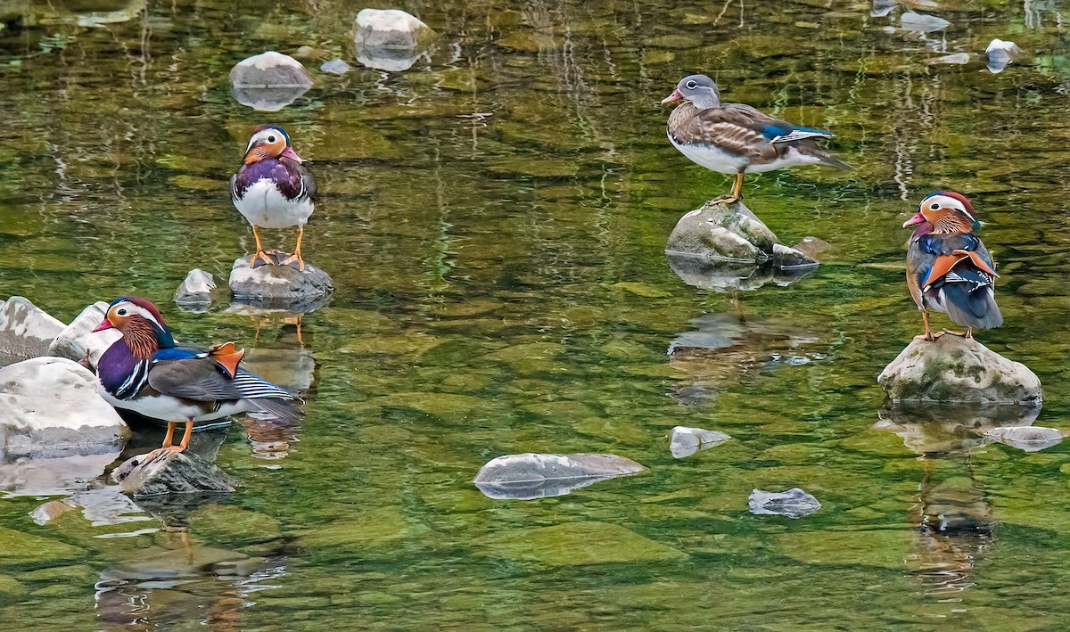 Mandarin Duck - ML642576141