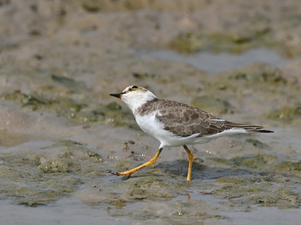 Little Ringed Plover - ML642576150