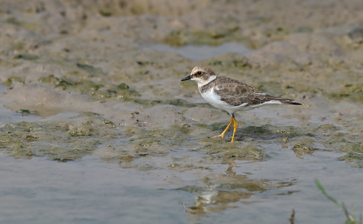 Little Ringed Plover - ML642576151