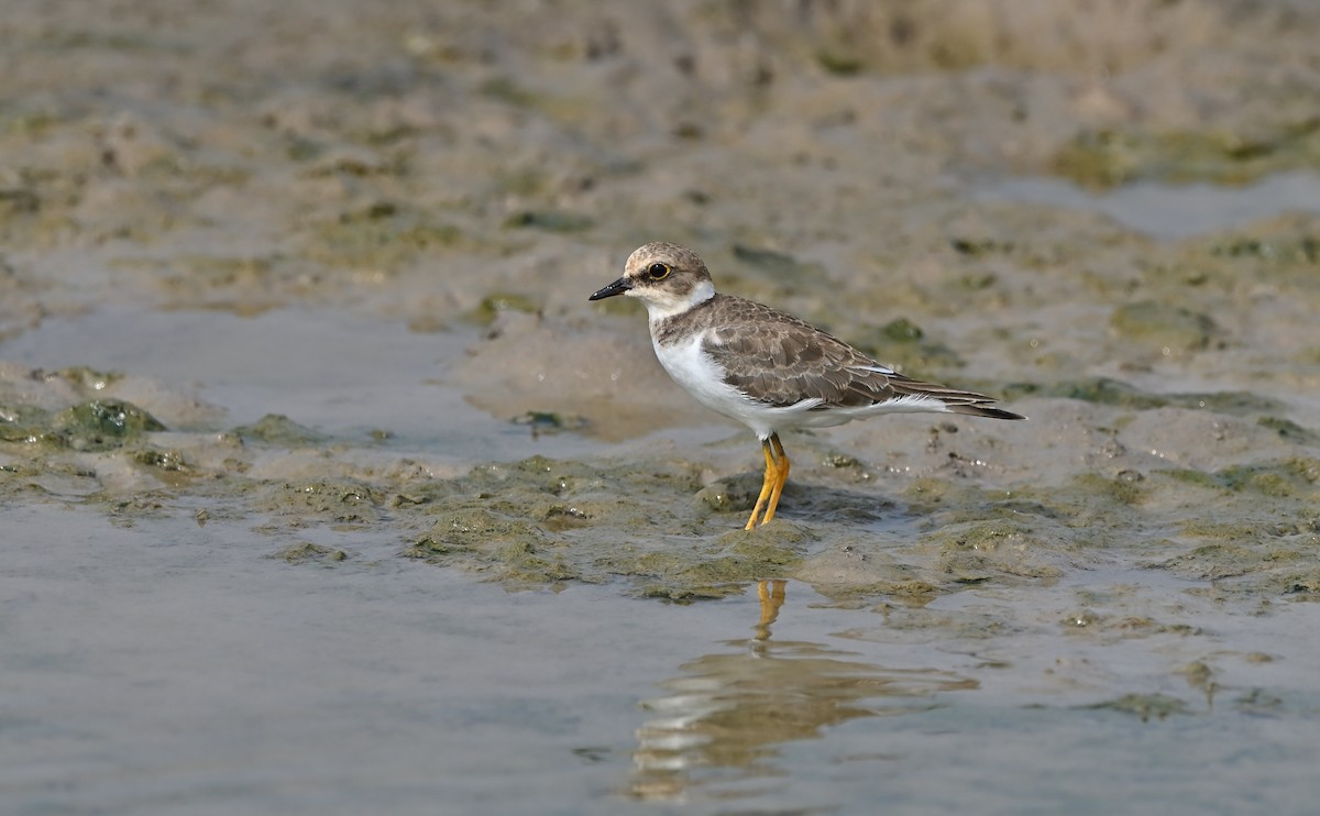 Little Ringed Plover - ML642576152