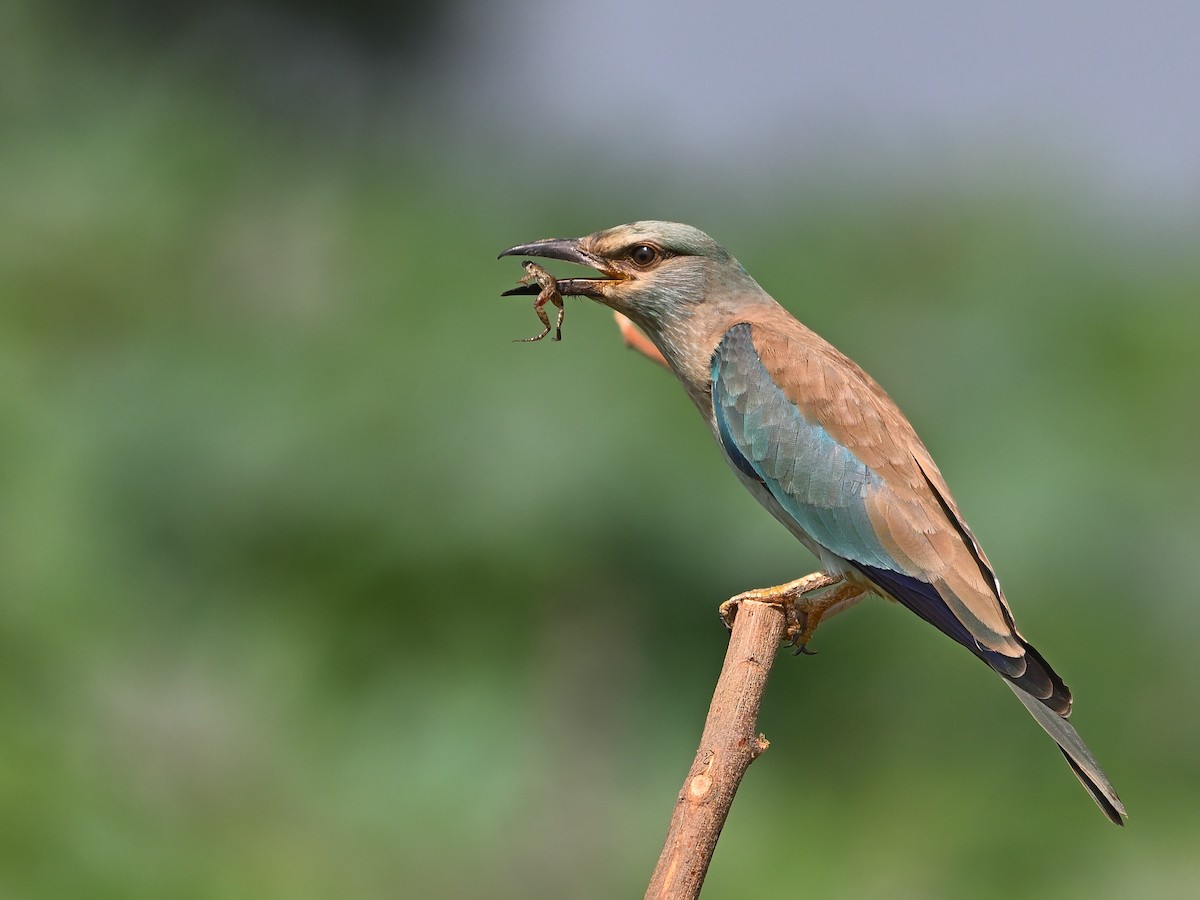 Өрнийн зүсэг - ML642576185