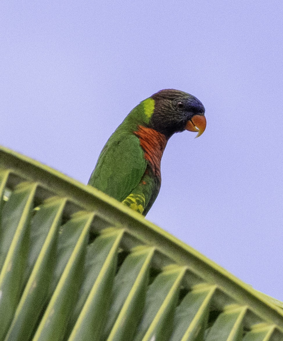 Coconut Lorikeet - ML642576190