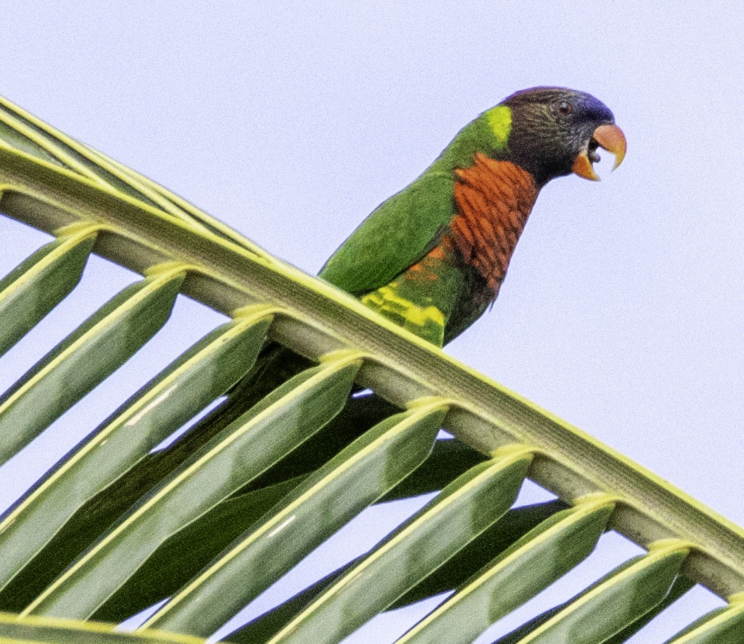 Coconut Lorikeet - ML642576191