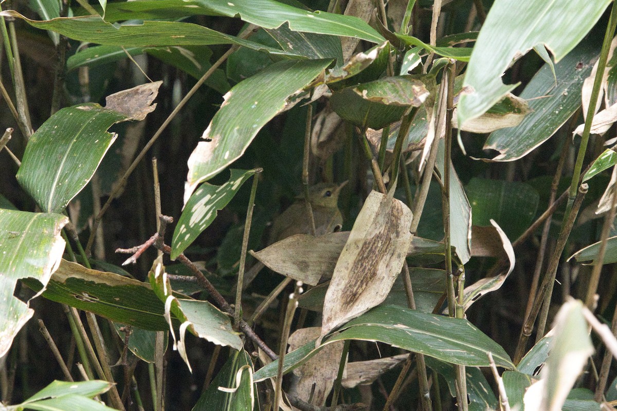 Japanese Bush Warbler - ML642576199