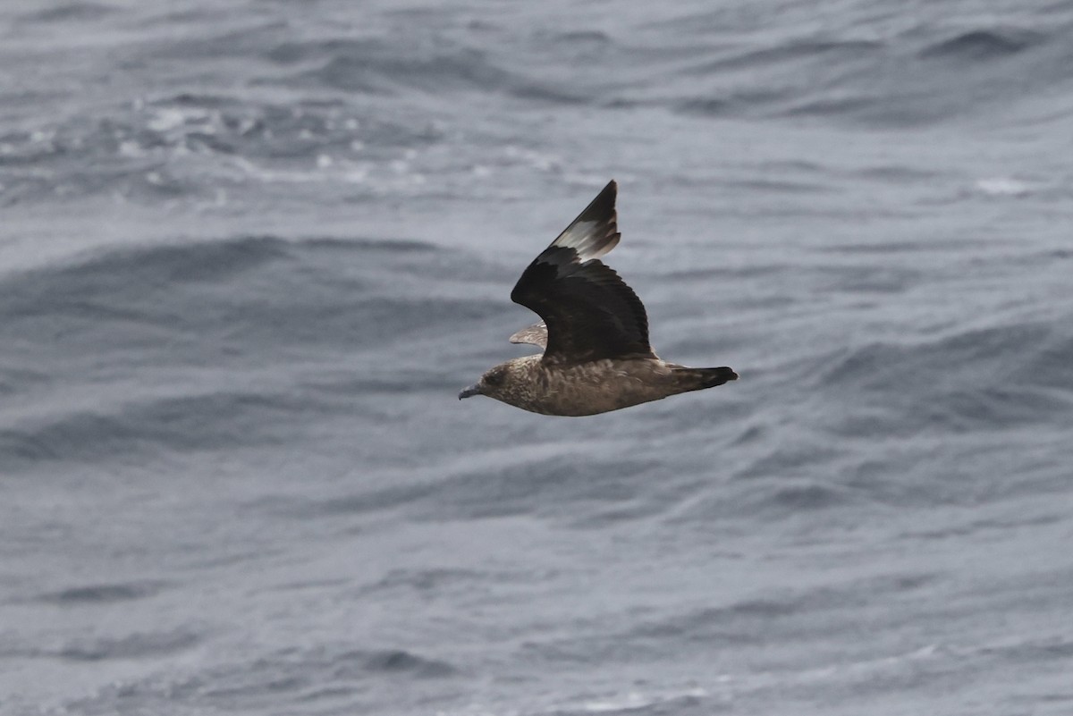 Great Skua - ML642576209