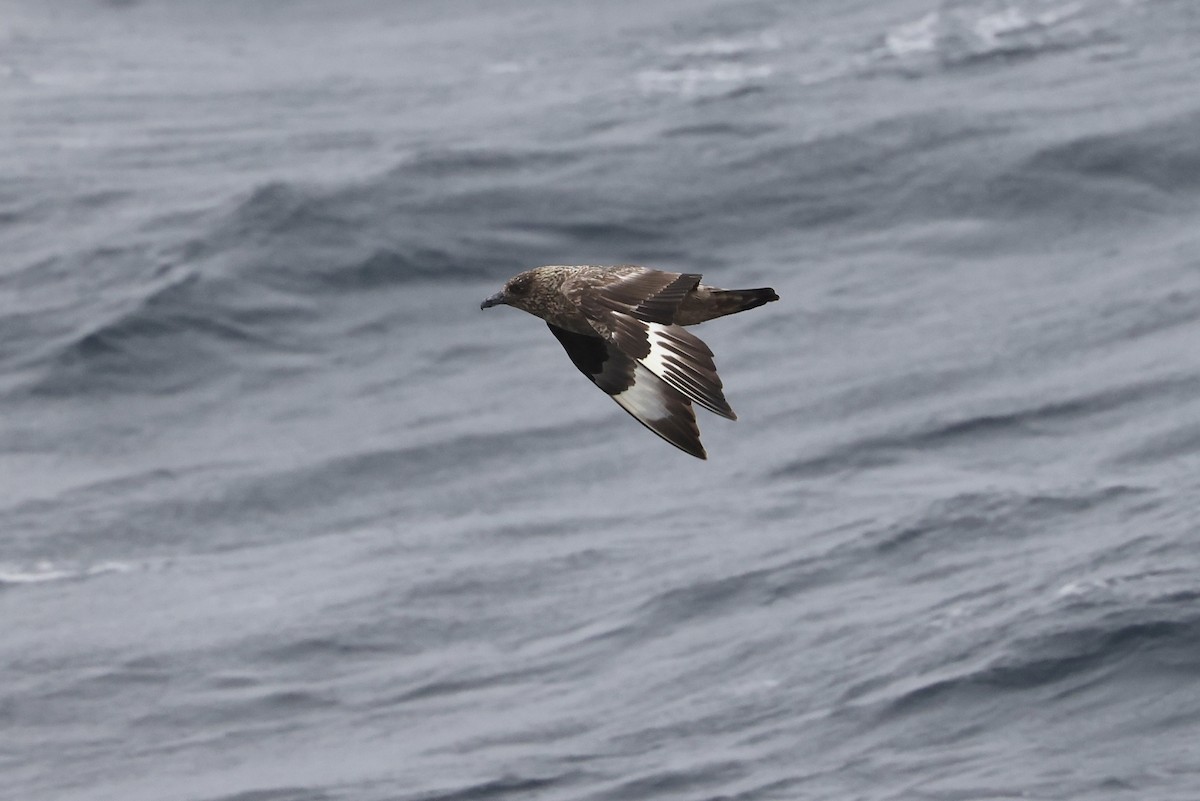 Great Skua - ML642576210
