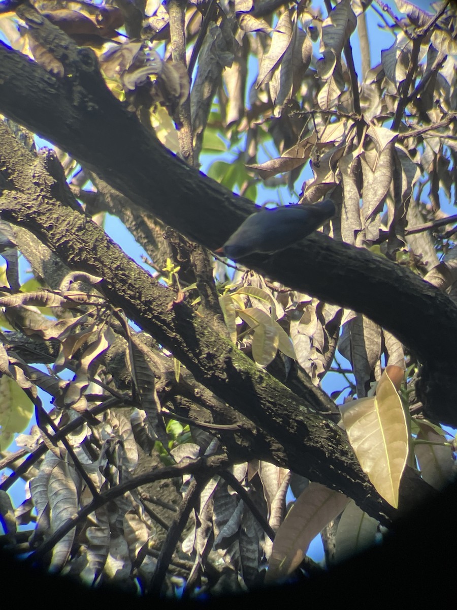 Velvet-fronted Nuthatch - ML642576225