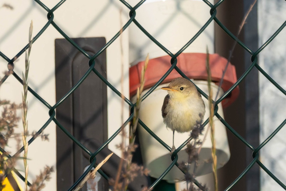 Melodious Warbler - ML642576267
