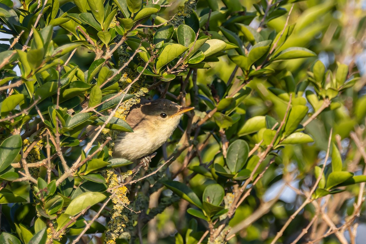 Melodious Warbler - ML642576268