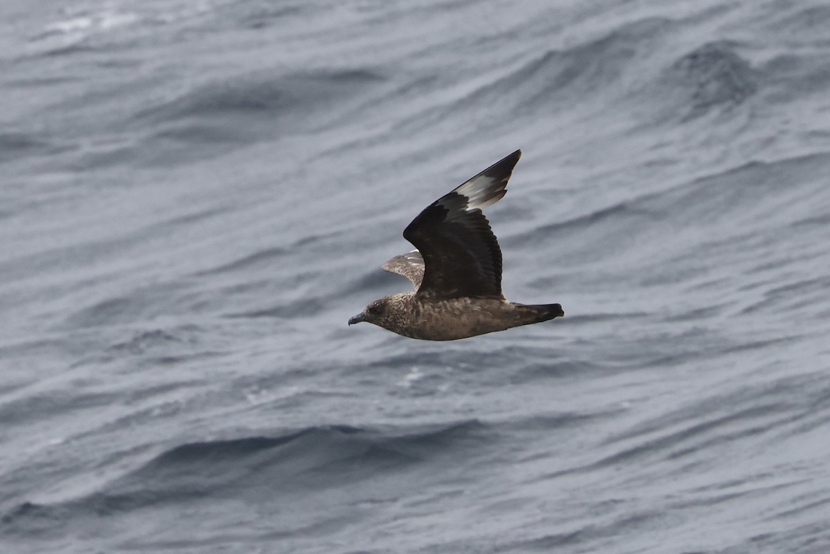 Great Skua - ML642576296