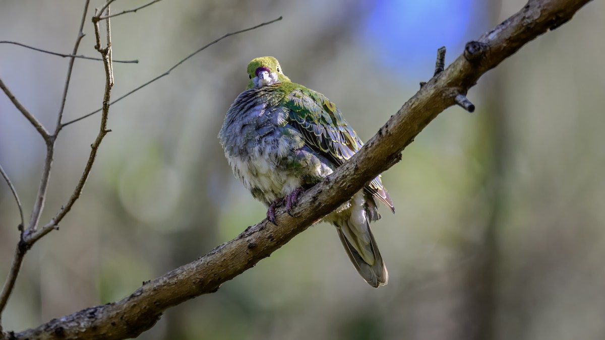 Ptilope superbe - ML642576337