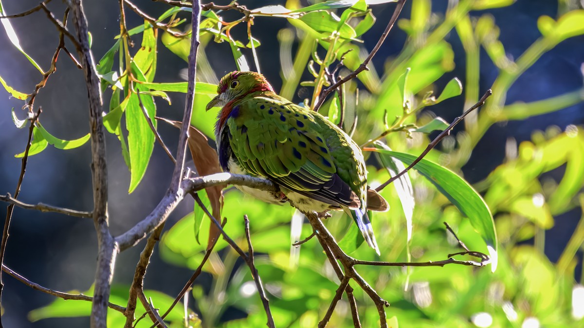 Ptilope superbe - ML642576338