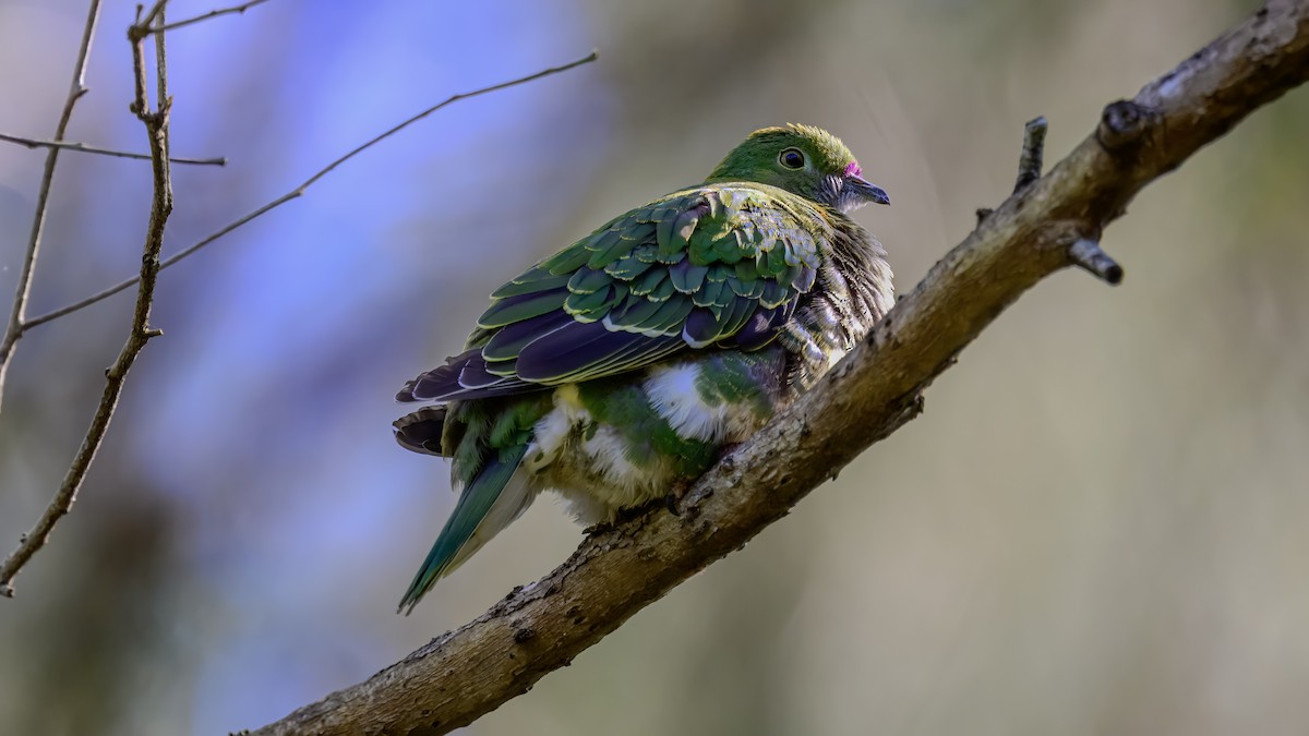 Ptilope superbe - ML642576339