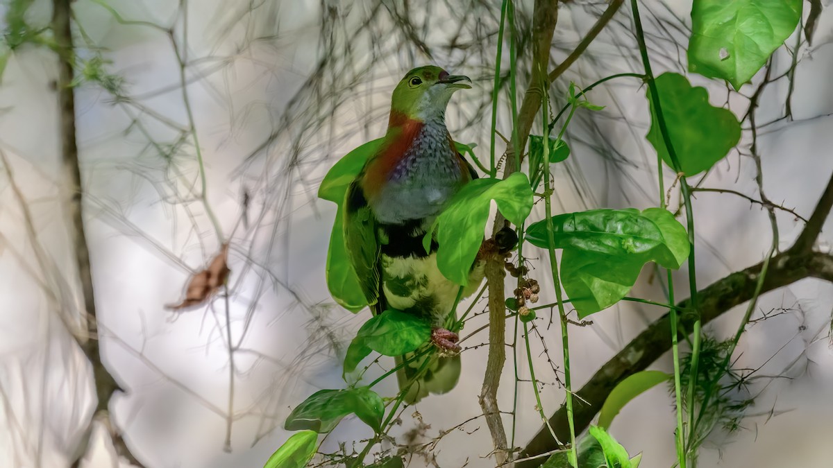 Ptilope superbe - ML642576340