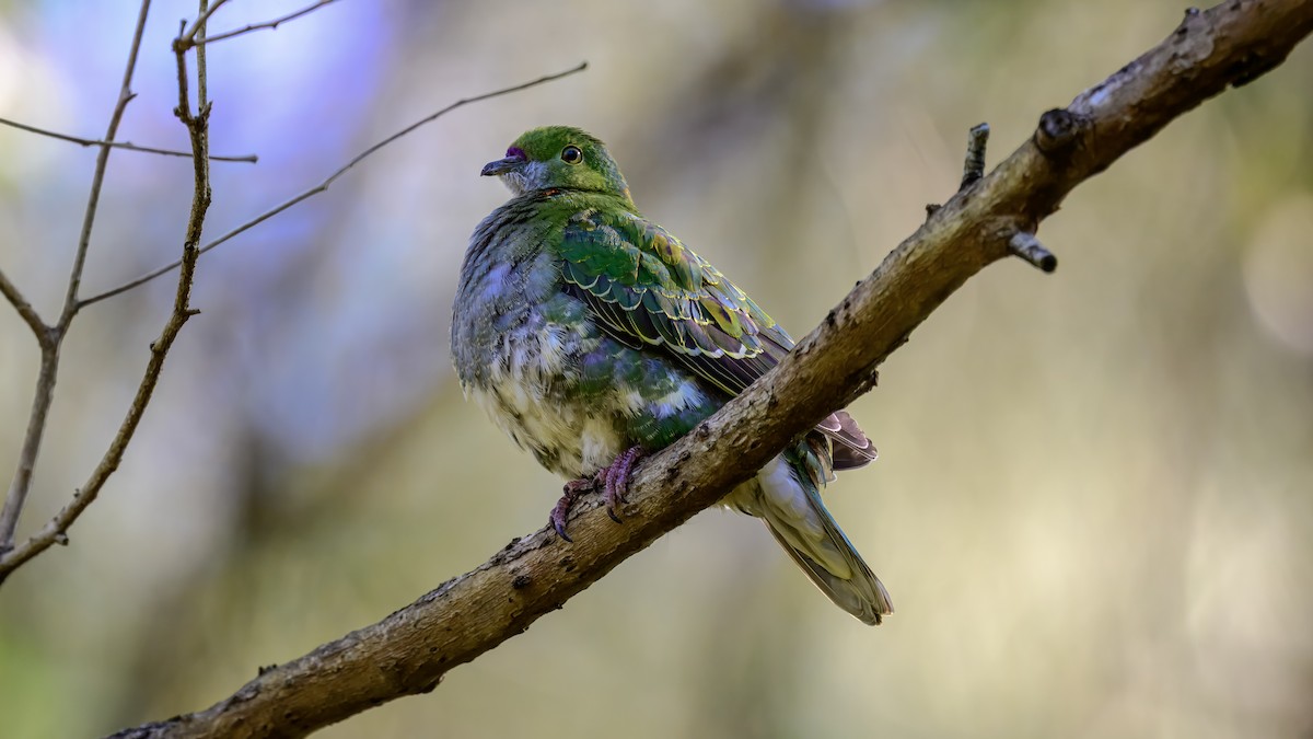 Ptilope superbe - ML642576343