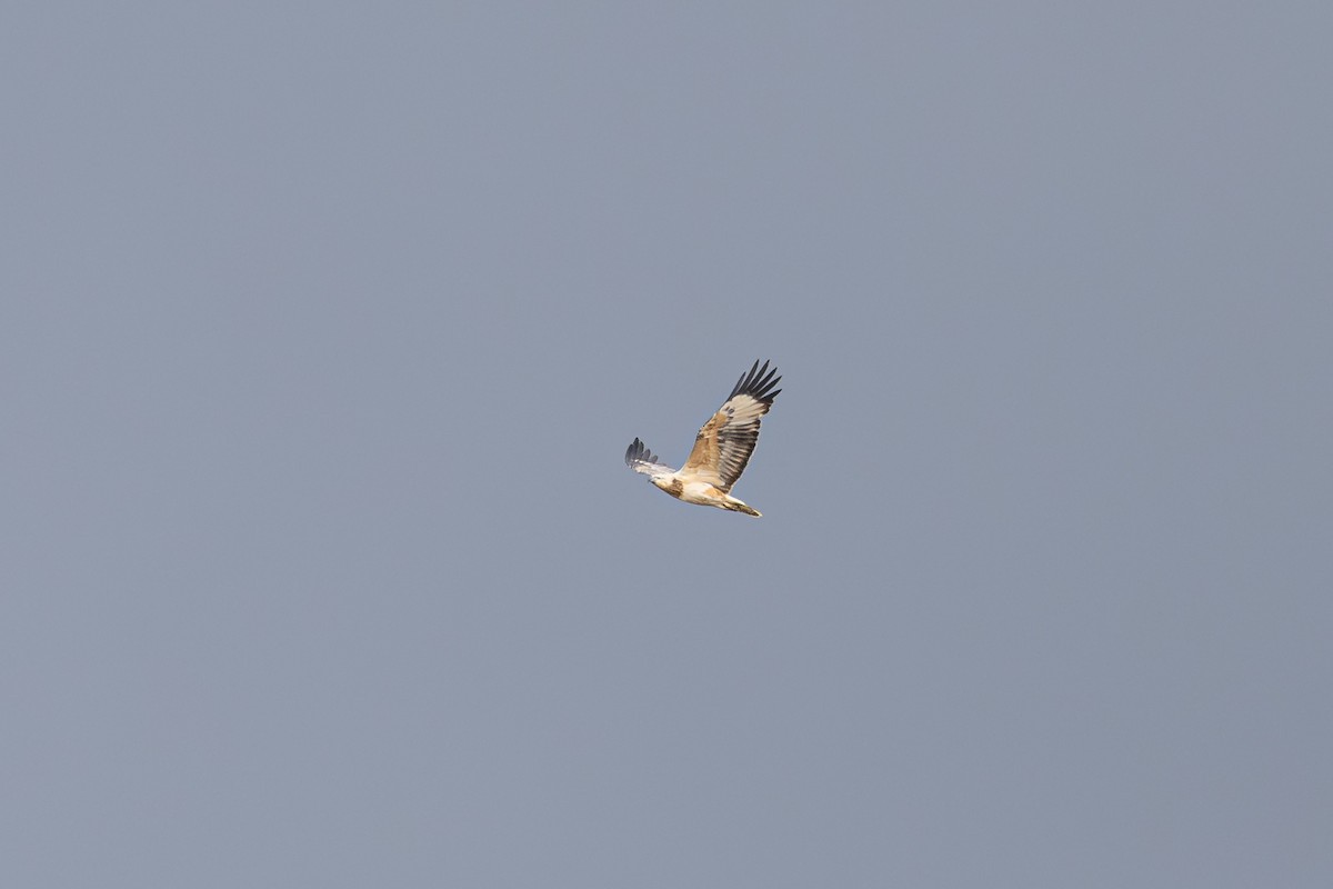 White-bellied Sea-Eagle - ML642576346