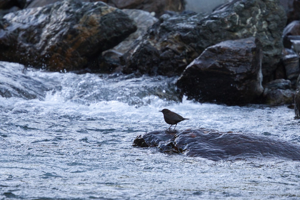 Brown Dipper - ML642576355
