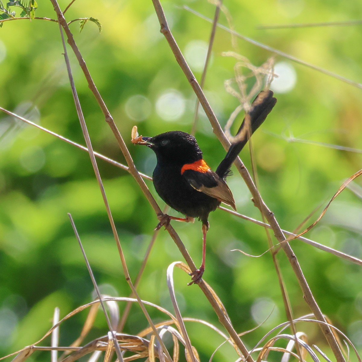 Red-backed Fairywren - ML642576366