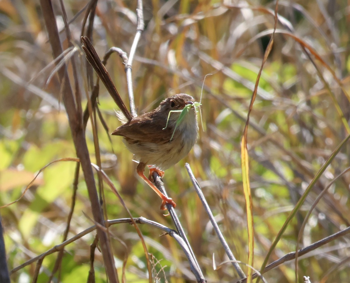 Red-backed Fairywren - ML642576367