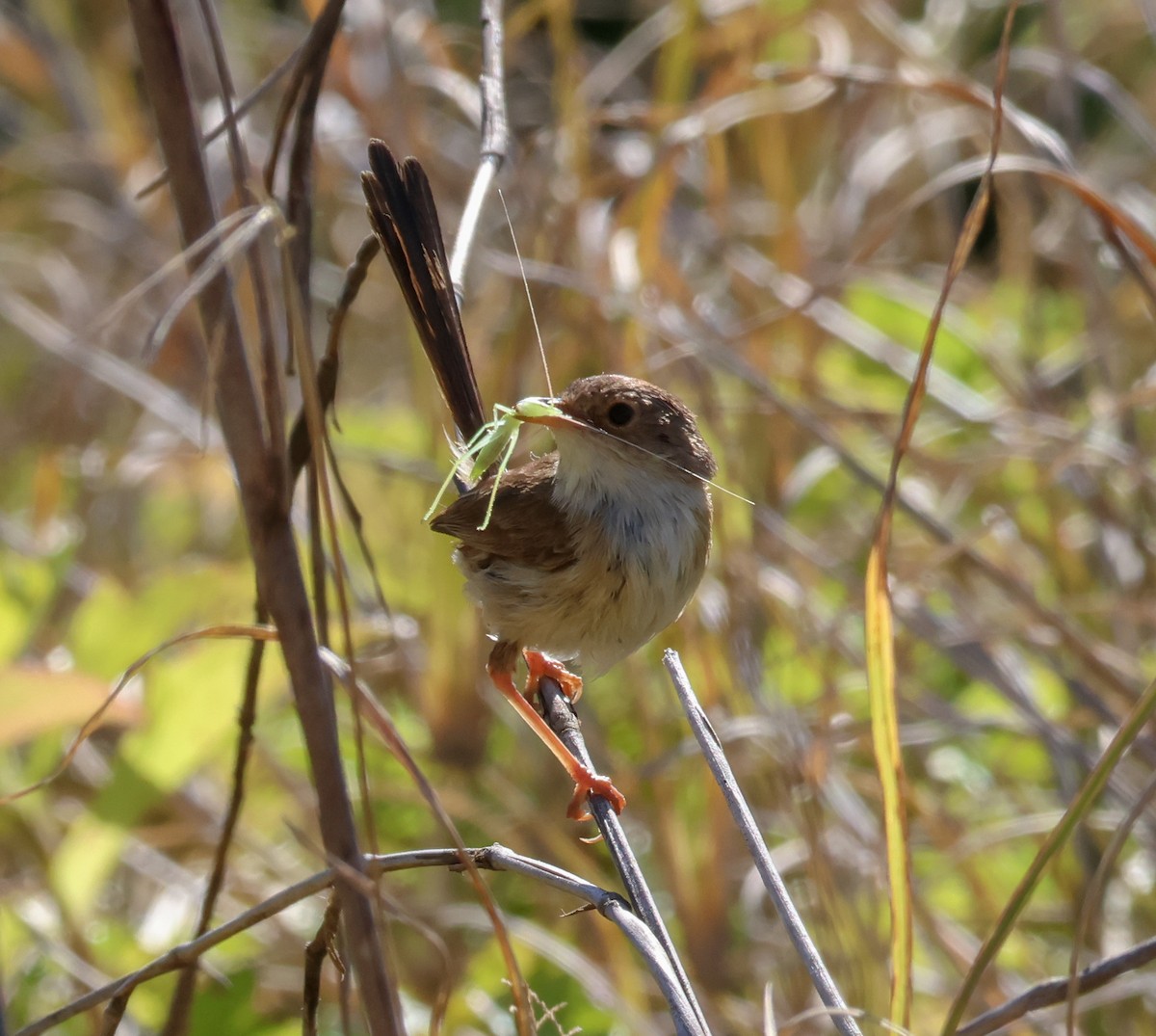 Red-backed Fairywren - ML642576368