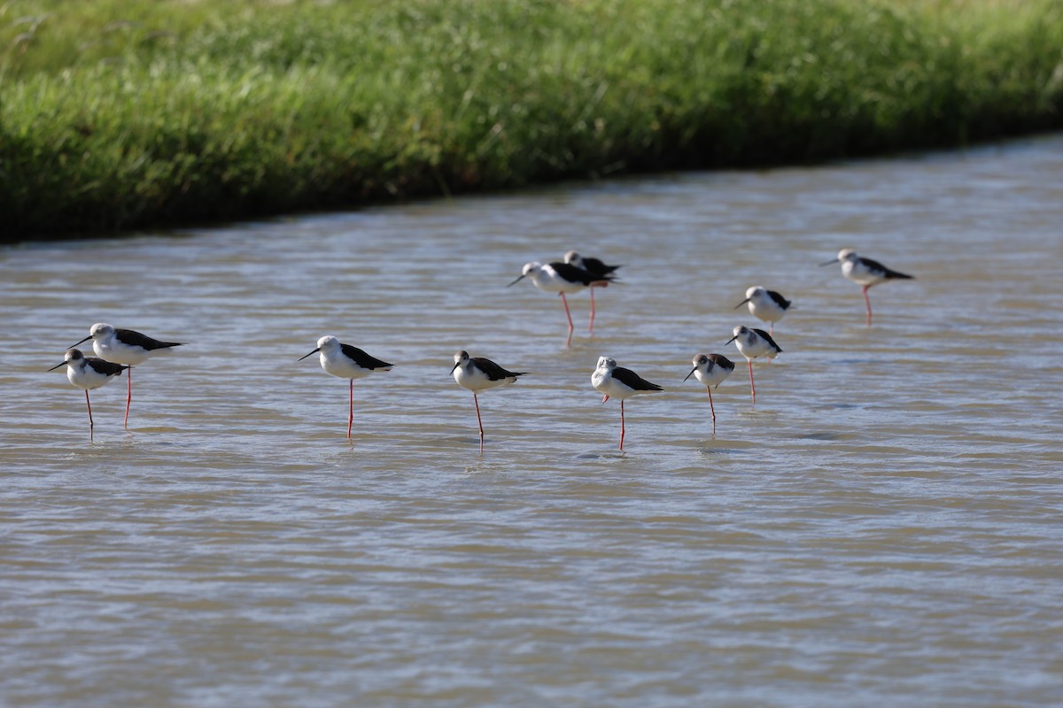 Эгэл хилэн жигүүр - ML642576381