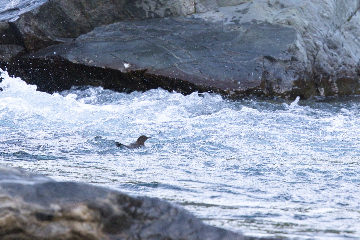 Brown Dipper - ML642576383