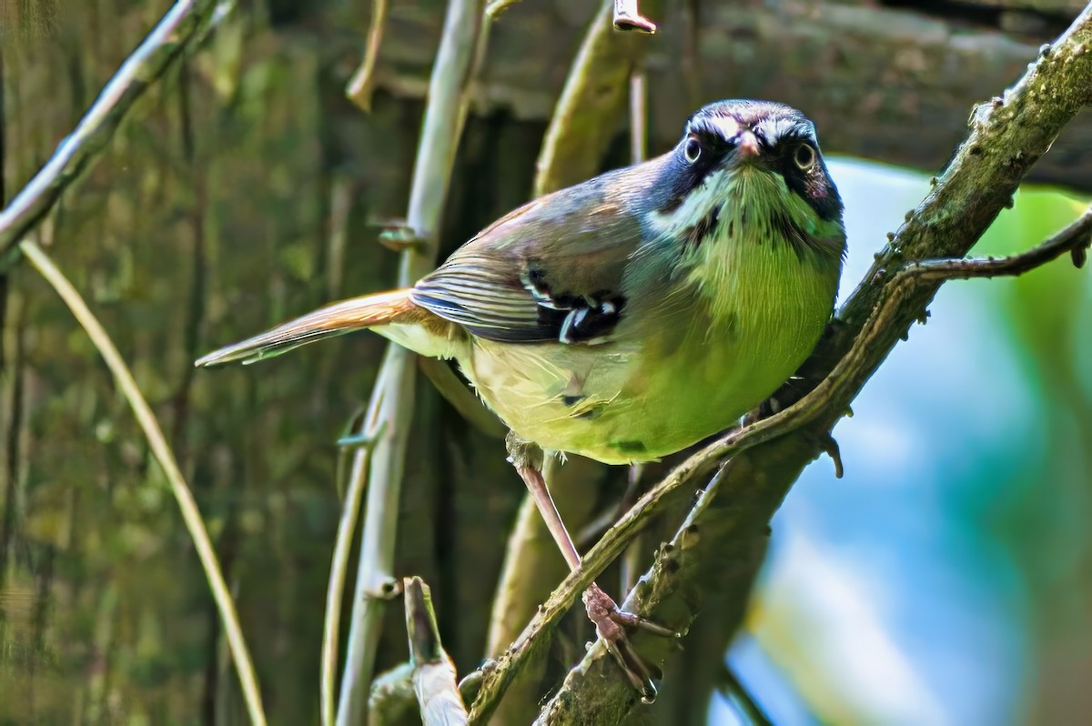 White-browed Scrubwren (Buff-breasted) - ML642576400
