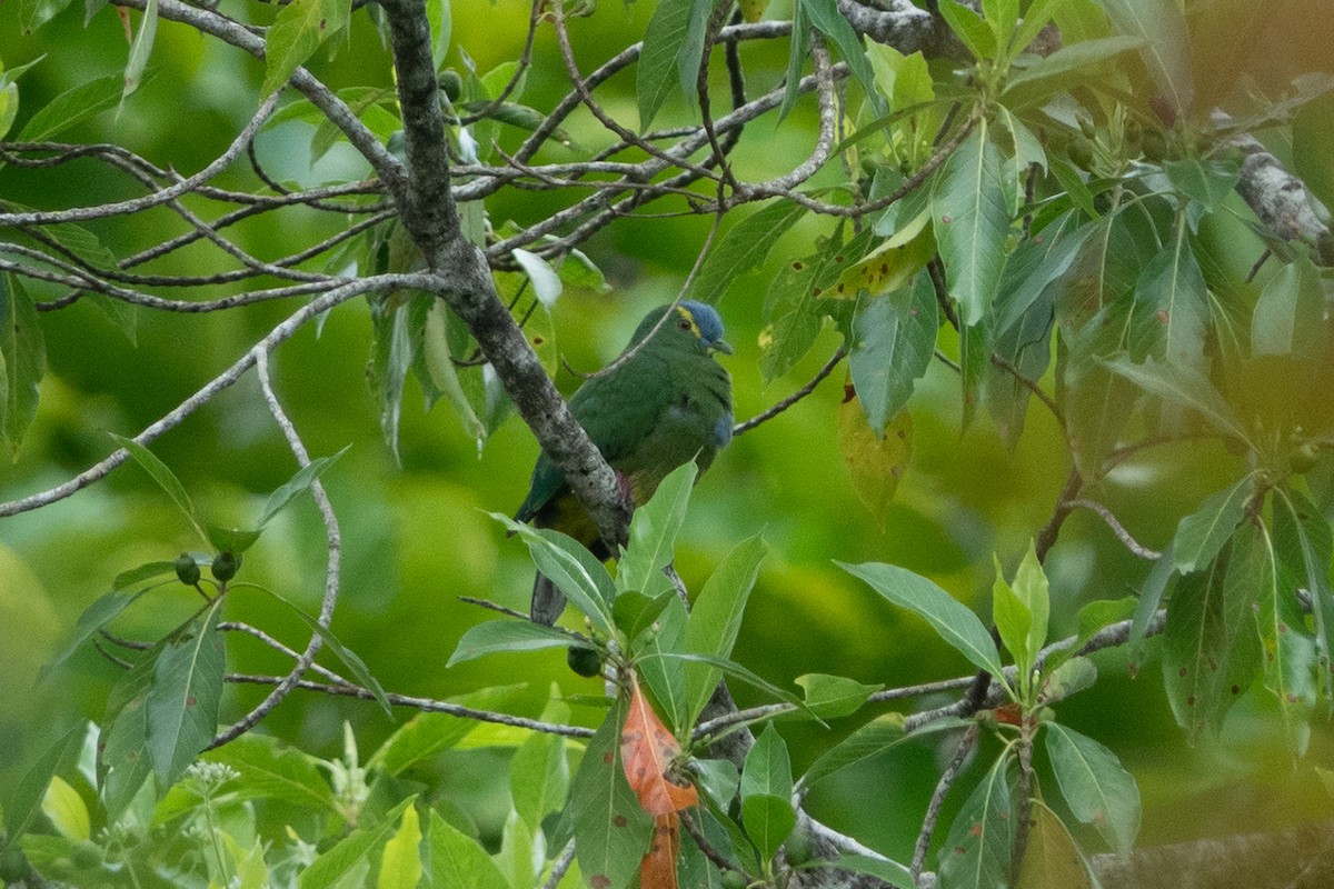Blue-capped Fruit-Dove - ML642576403