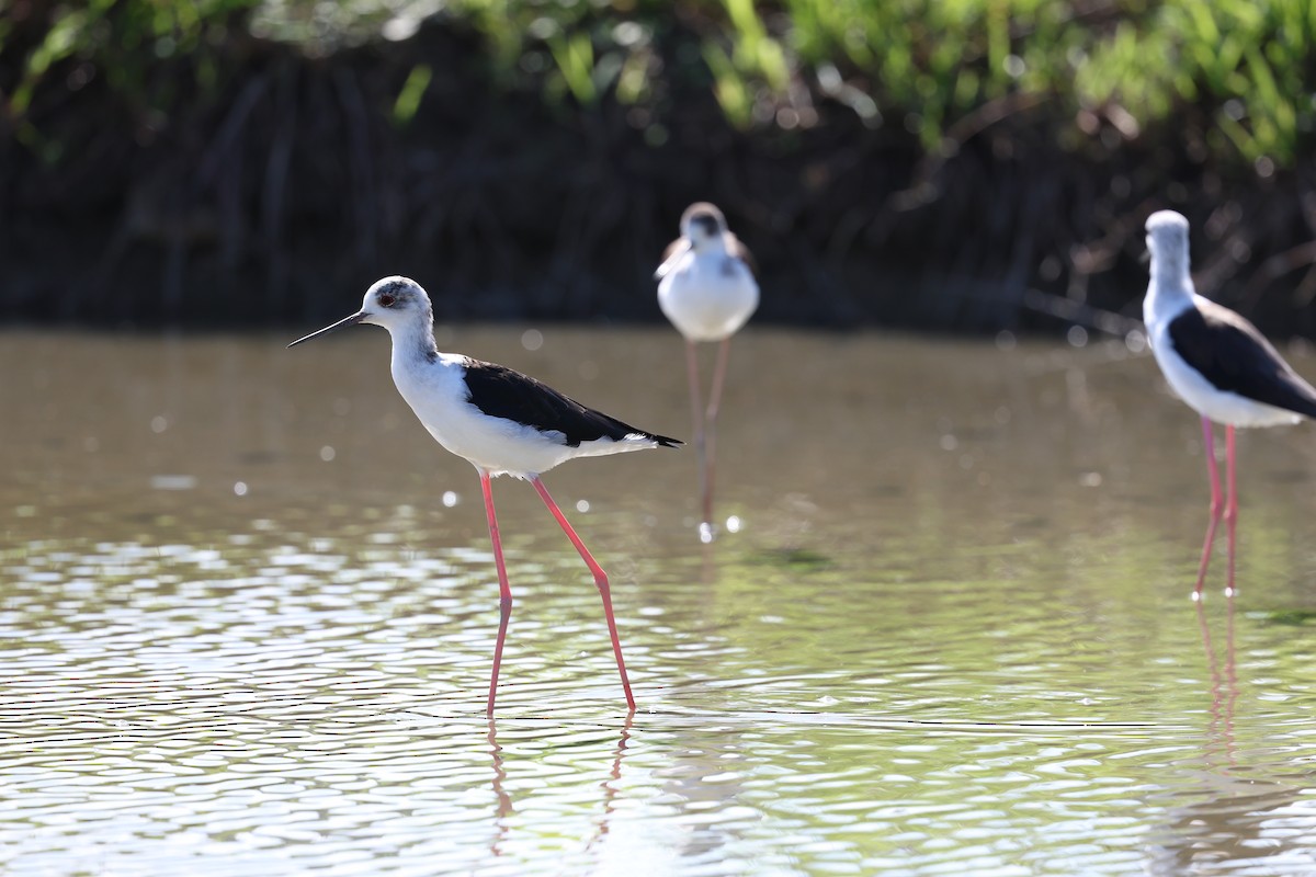 Эгэл хилэн жигүүр - ML642576409