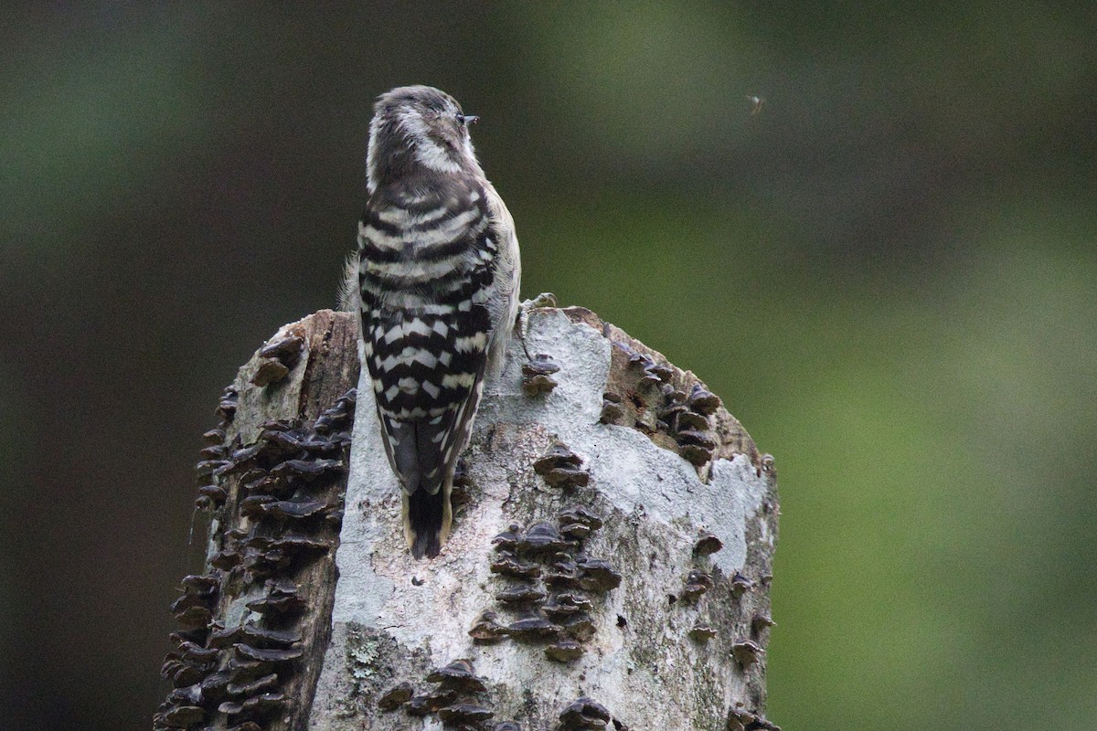 Japanese Pygmy Woodpecker - ML642576436
