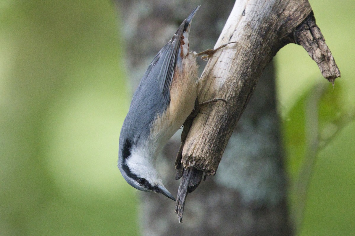 Өрнийн тоншголжин - ML642576438