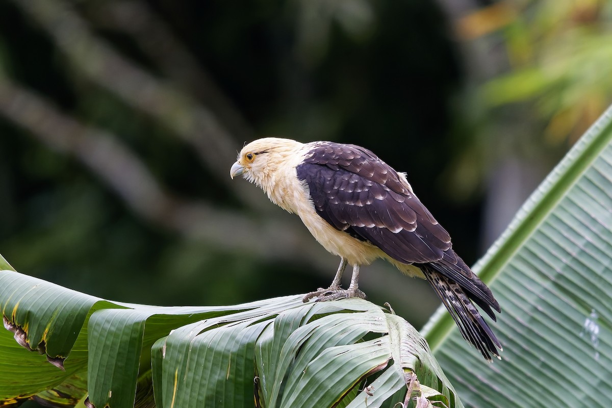 Yellow-headed Caracara - ML642576449