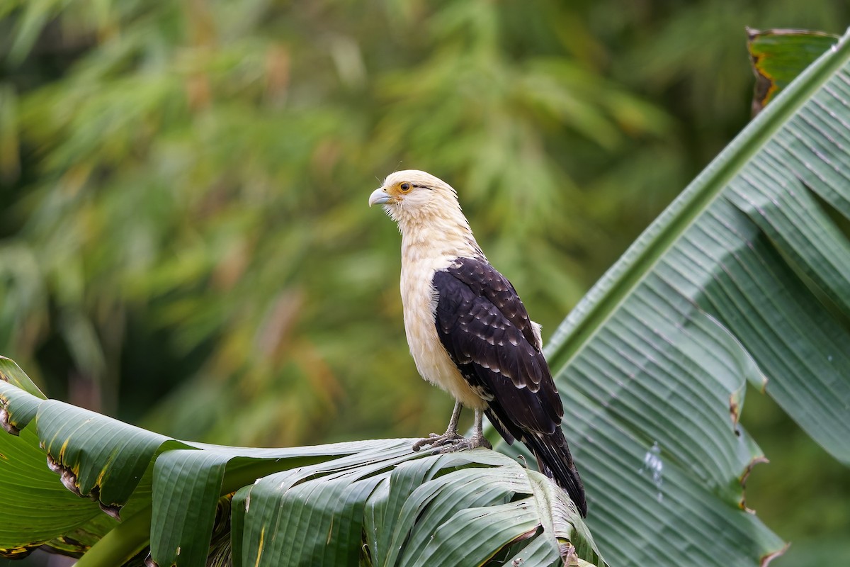 Yellow-headed Caracara - ML642576450