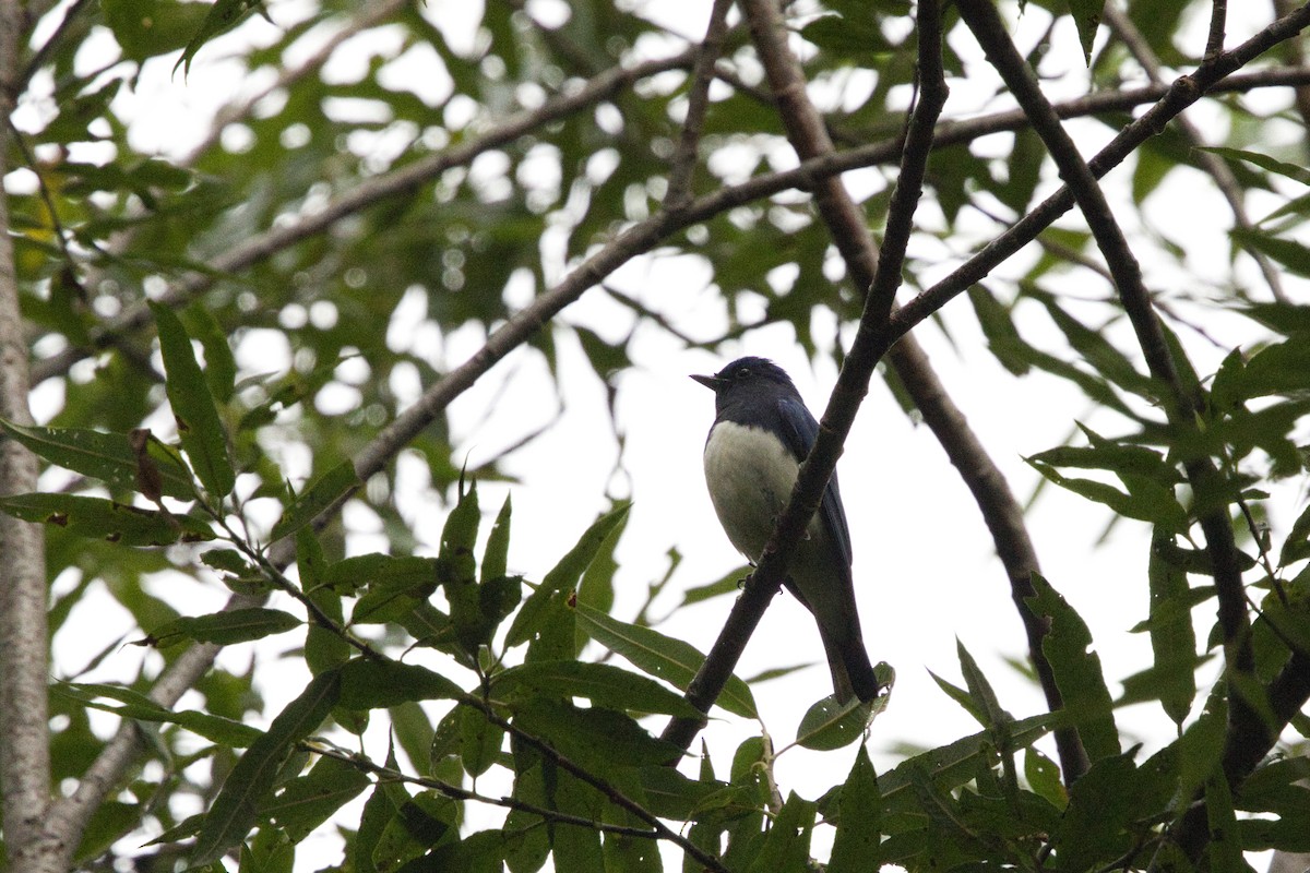 Blue-and-white Flycatcher - ML642576453