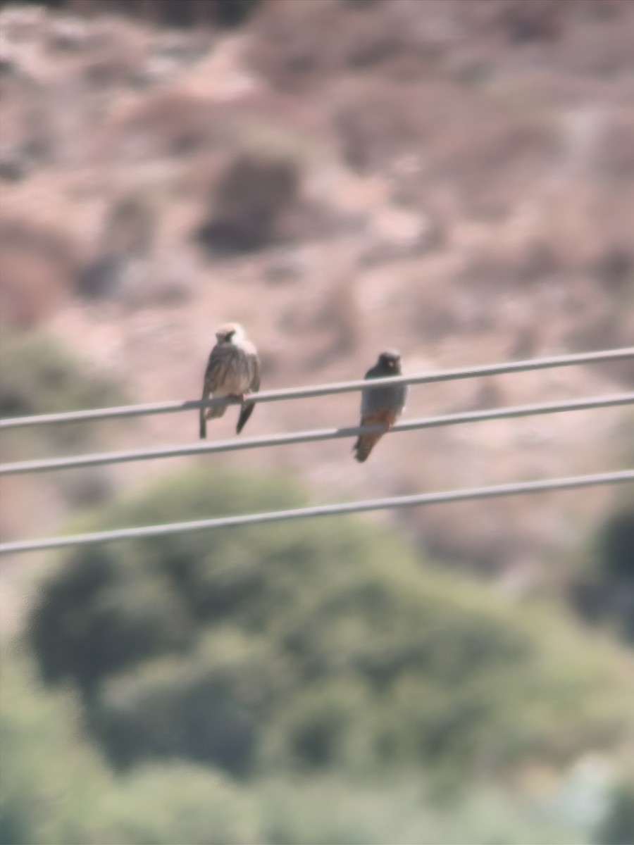 Red-footed Falcon - ML642576478