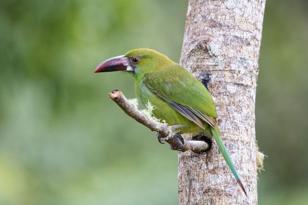 Crimson-rumped Toucanet - ML642576491