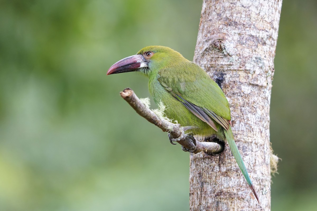 Crimson-rumped Toucanet - ML642576492