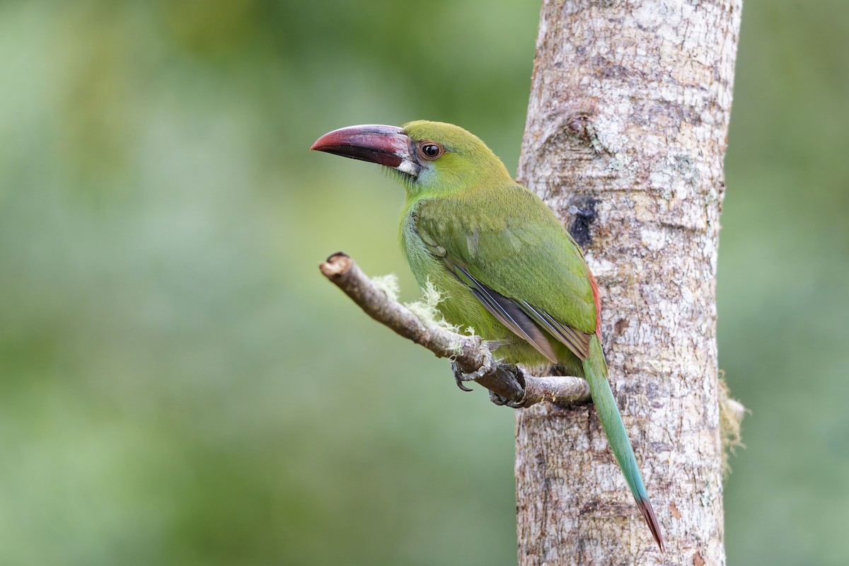 Crimson-rumped Toucanet - ML642576493