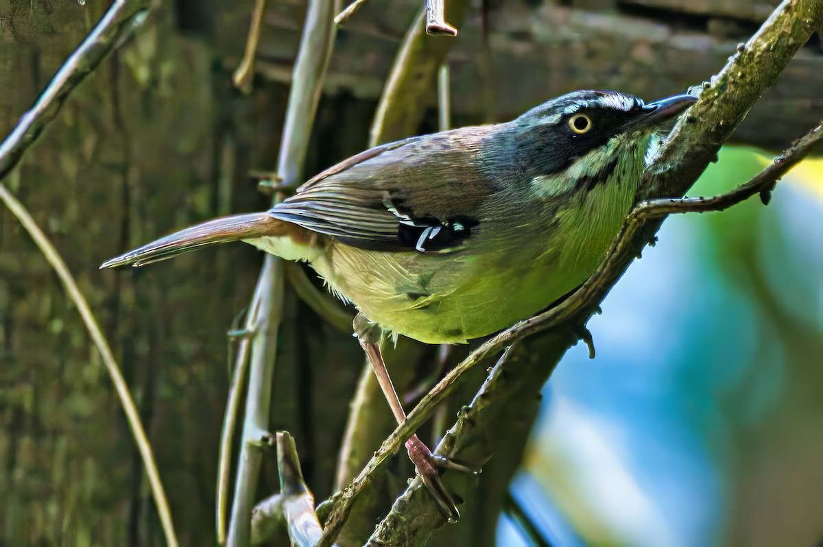 White-browed Scrubwren (Buff-breasted) - ML642576515