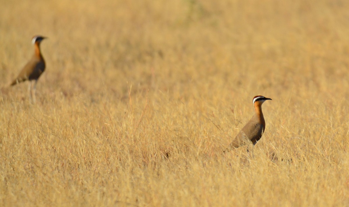 Indian Courser - ML642576522