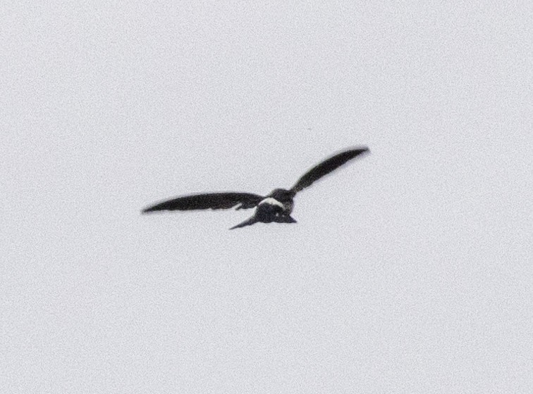 Satin Swiftlet - ML642576546
