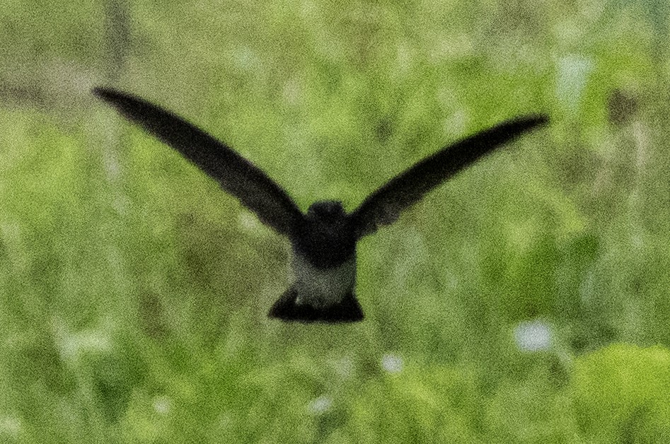 Satin Swiftlet - ML642576548