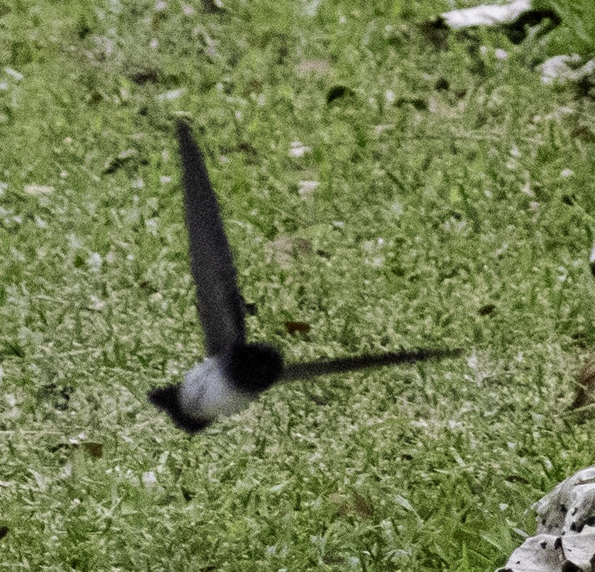 Satin Swiftlet - ML642576549