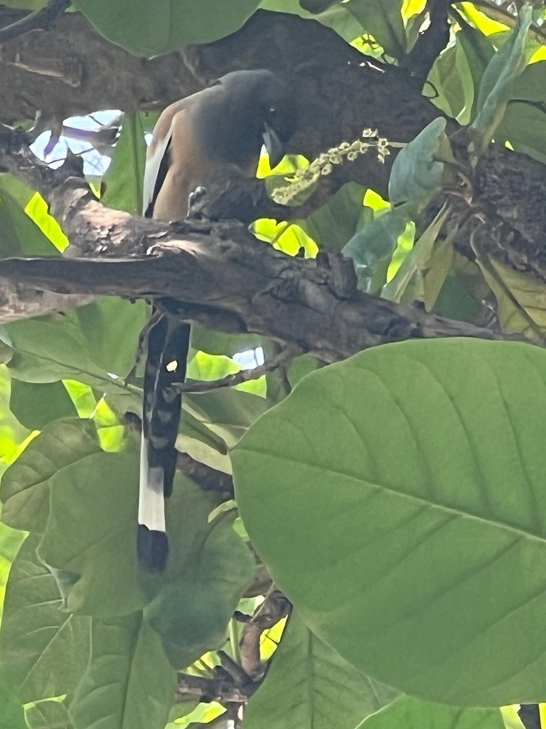 Rufous Treepie - ML642576551