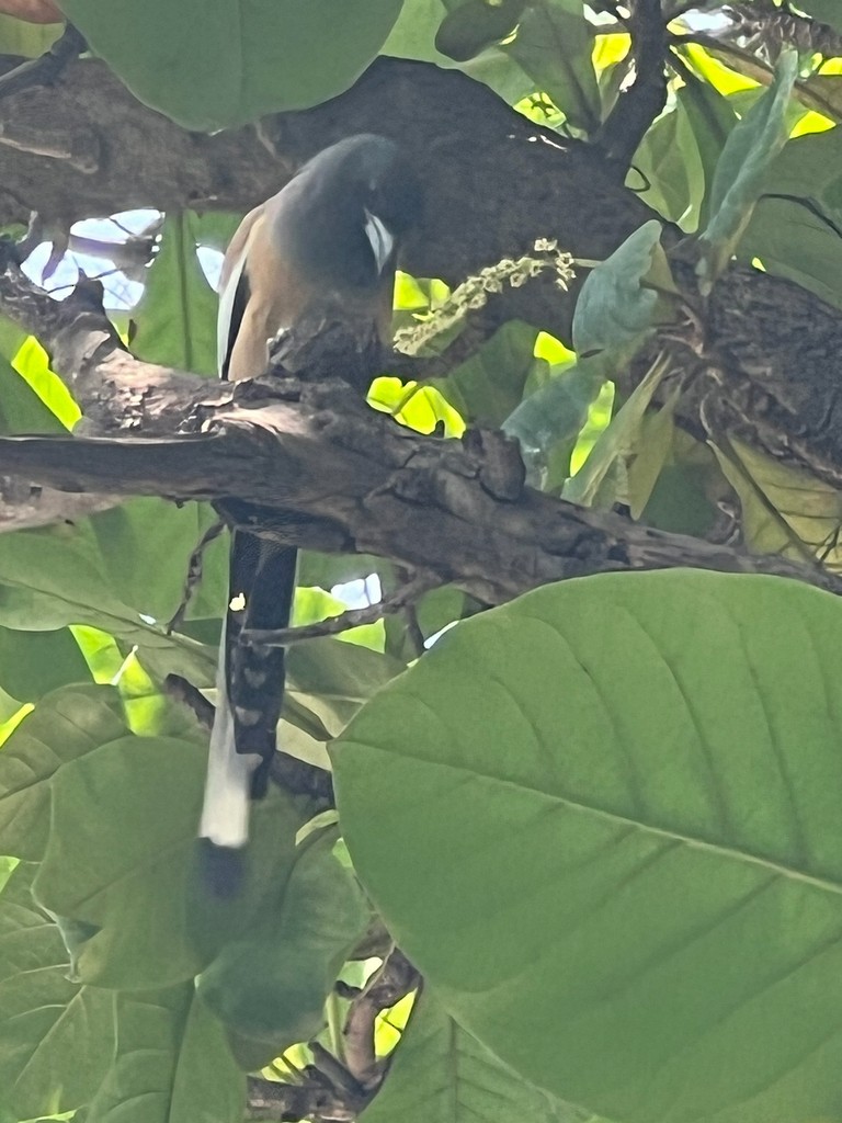 Rufous Treepie - ML642576552