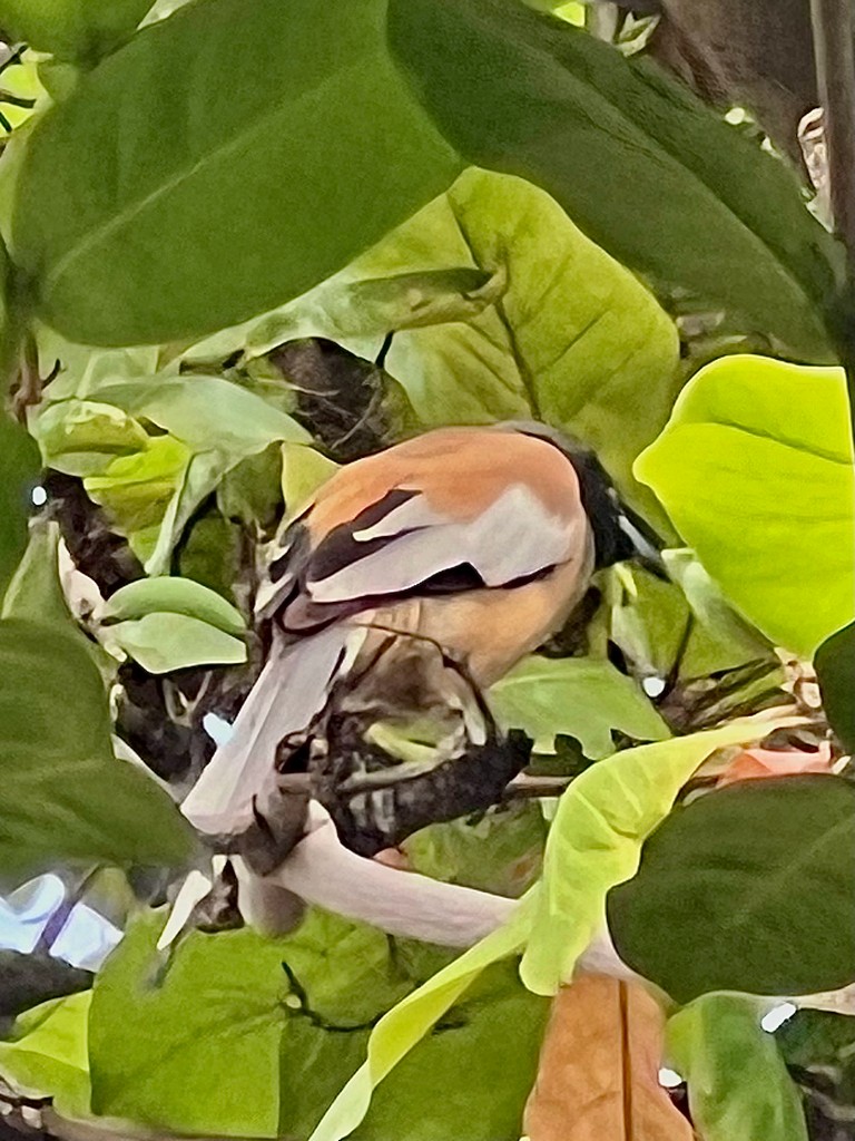 Rufous Treepie - ML642576555