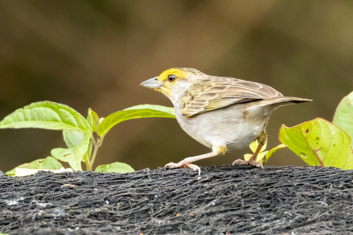 Yellow-browed Sparrow - ML642576558