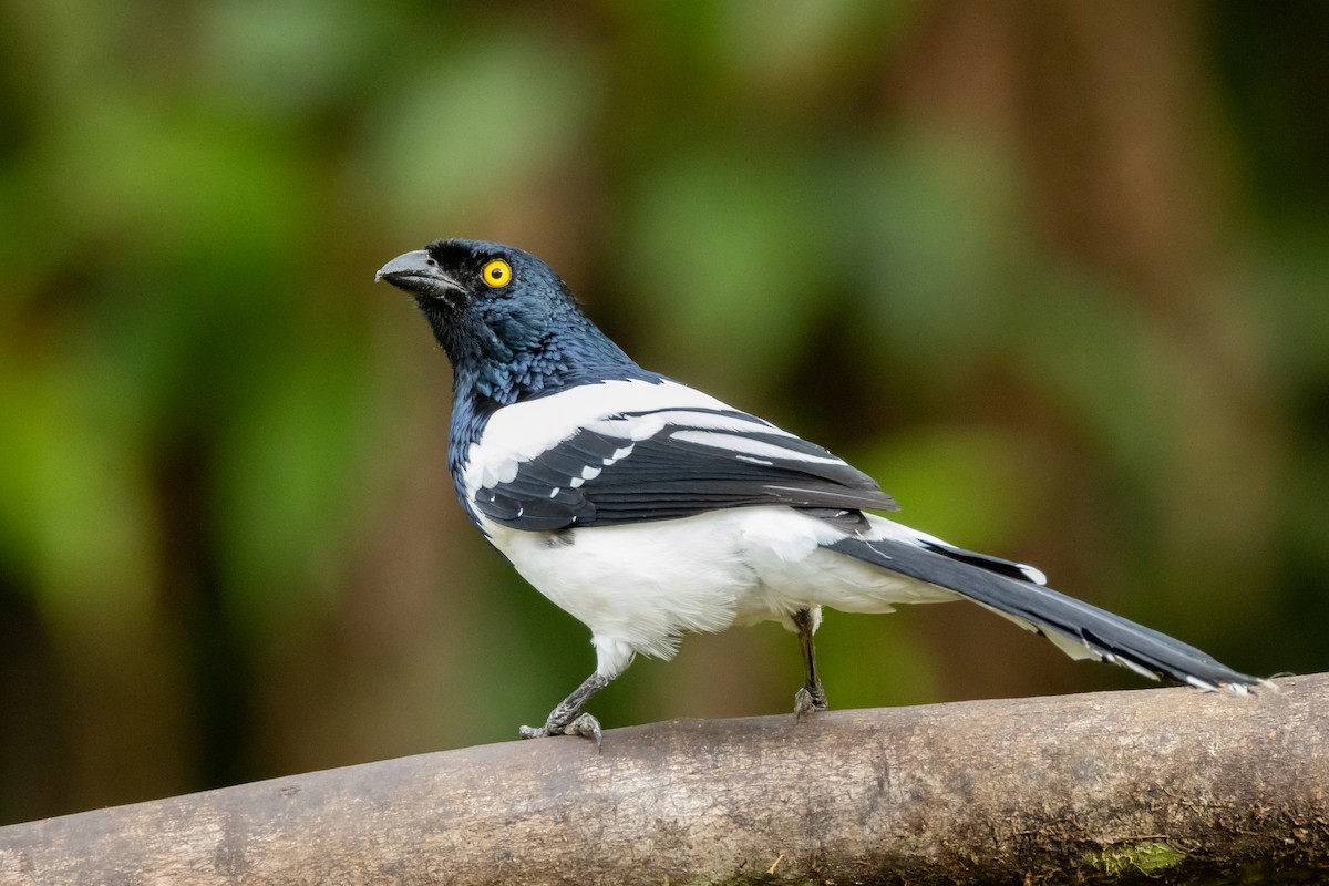 Magpie Tanager - ML642576560