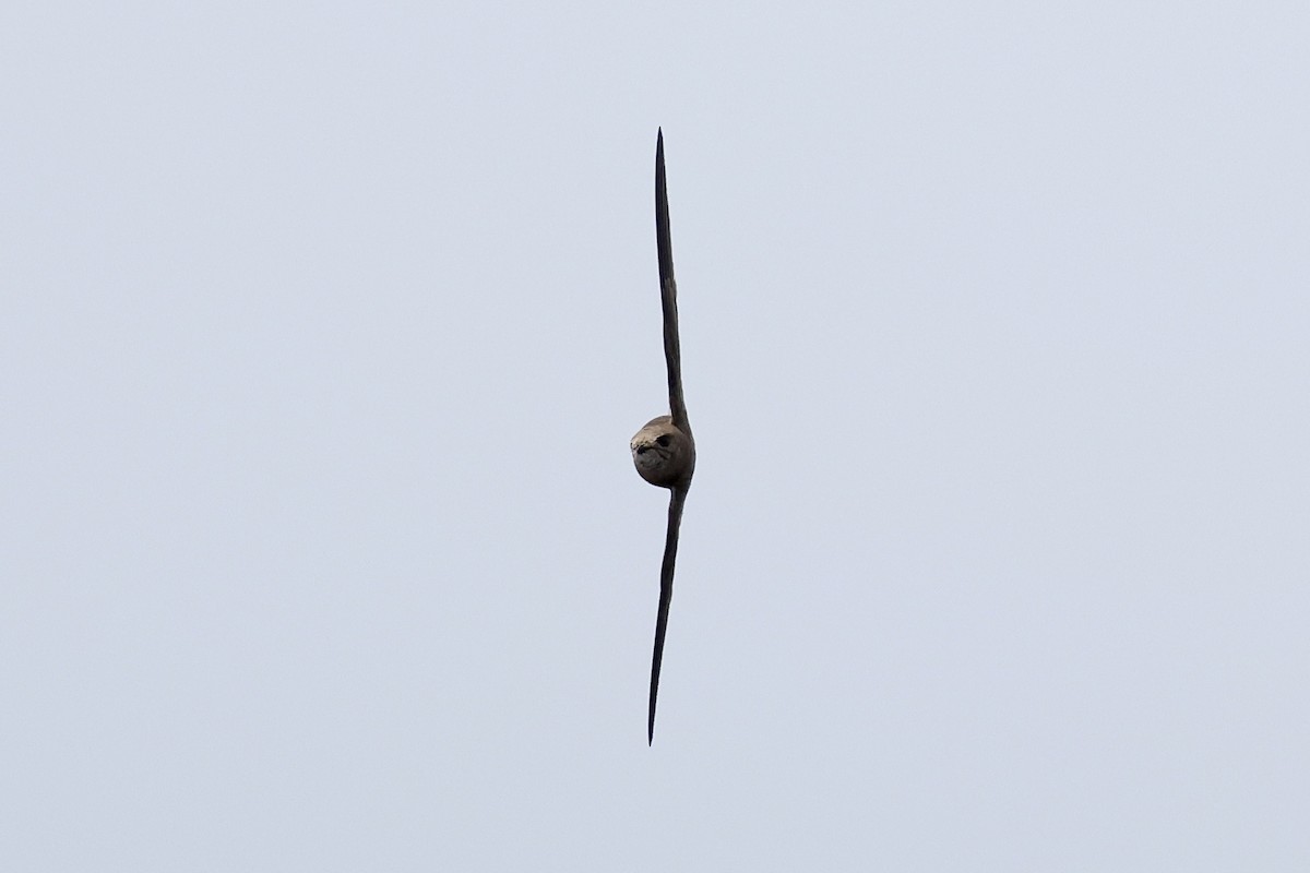 Pallid Swift - ML642576574